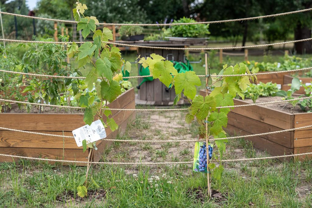 Przy Zespole Szkolno-Przedszkolnym nr 14 przy ul. Dębickiej powstał ogródek warzywny, którego celem jest kształcenie postaw ekologicznych.