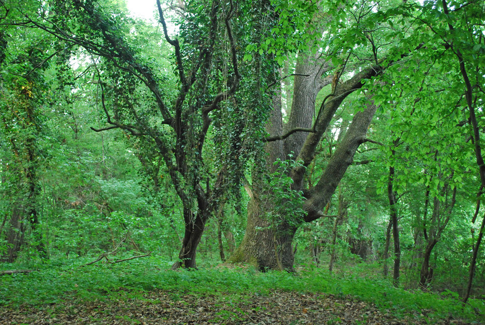 Dąb szypułkowy z Lasu Kuźnickiego oraz buk "Serce Ogrodu" rosnący na terenie Arboretum Wojsławice z nominacją do tytułu Drzewo Roku Klubu Gaja. Sprawdź na czym polega plebiscyt oraz gdzie można zagłosować!