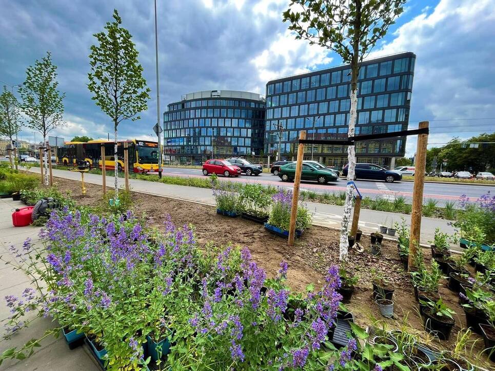 Ekologiczne, zielone i przyjemne dla oka! Centrum Wrocławia zmienia się nie do poznania! To efekt inwestycji miasta w zielone, kwietne place. Sprawdź efekty na zdjęciach!