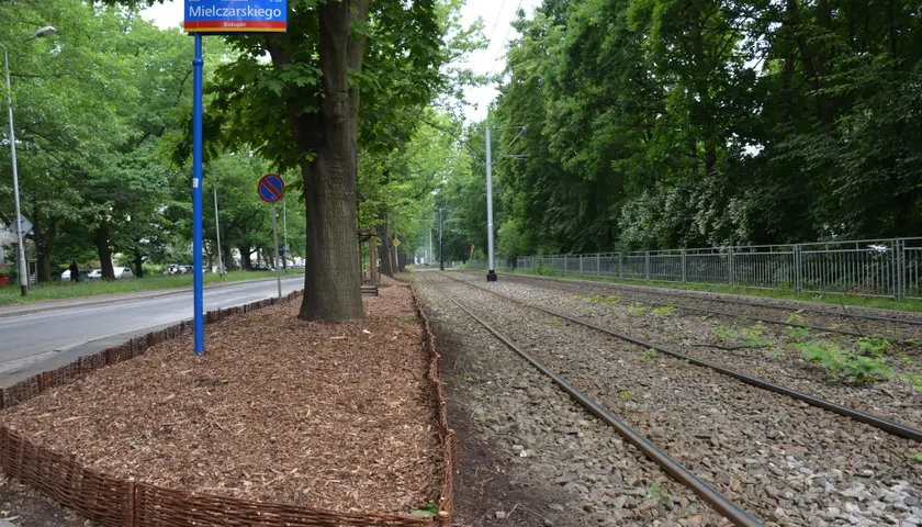 Aleja przy Olszewskiego to pas dębów, rosnących między ulicą a torami tramwajowymi. Zarząd Zieleni Miejskiej przeprowadzi regenerację.