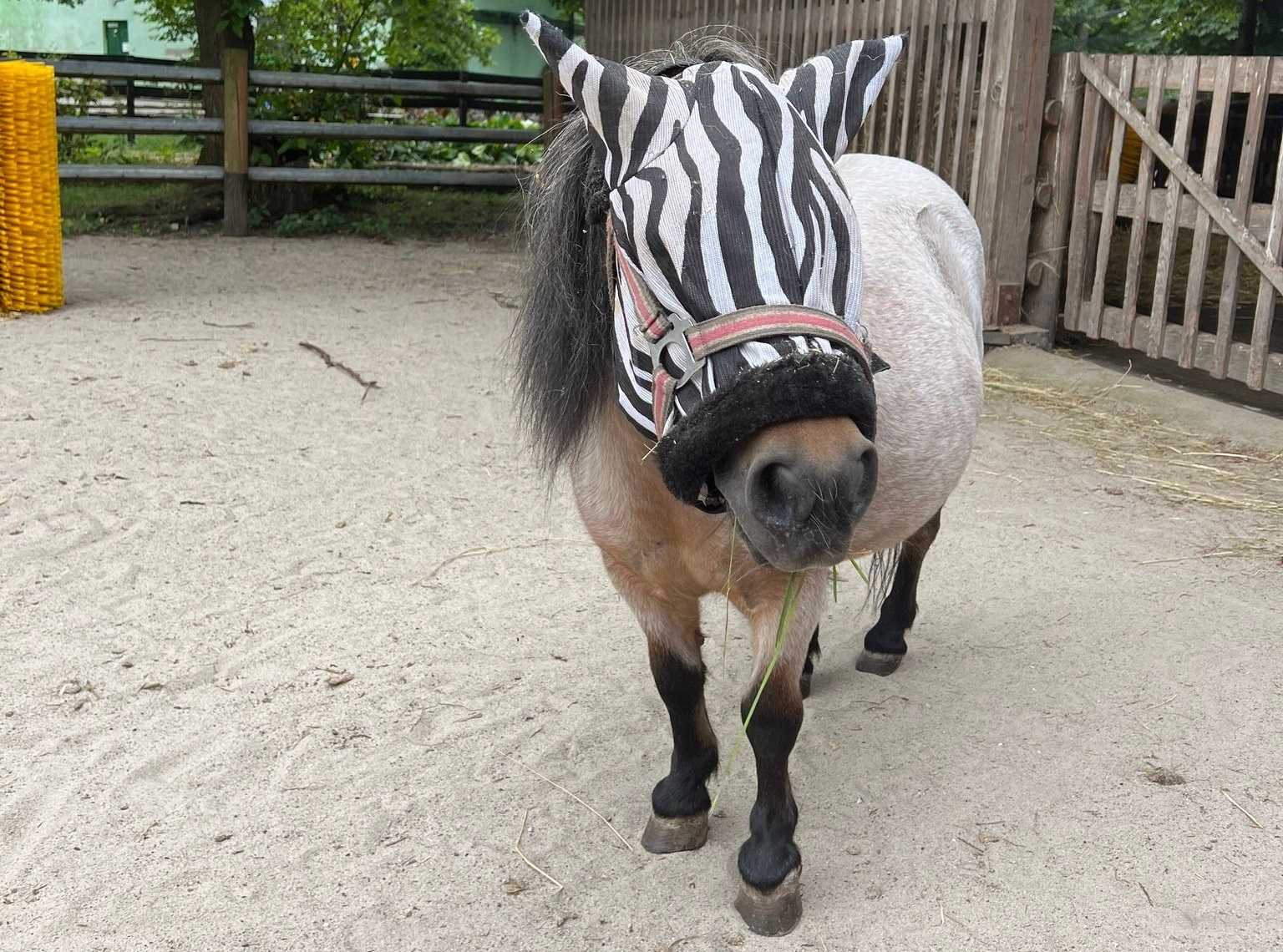Lopke, klacz kuca szetlandzkiego od niedawna nosi siateczkową maskę zebry.