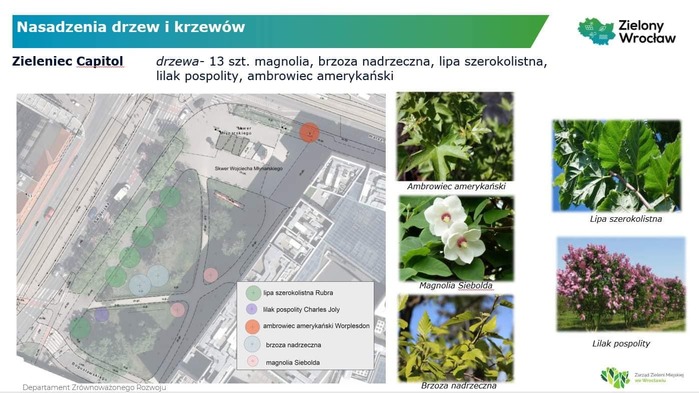 Prezydent Wrocławia Jacek Sutryk zatwierdził wydatek, dzięki któremu Wrocław ma zyskać prawie 1600 drzew. Właśnie ruszają przetargi. Przeczytaj o szczegółach.
