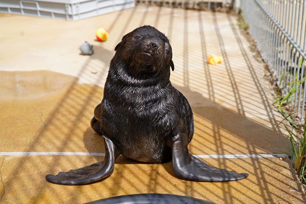 We wrocławskim ZOO w lipcu przyszedł na świat młody kotik afrykański. Zachęcamy do obejrzenia galerii zdjęć tego malucha!