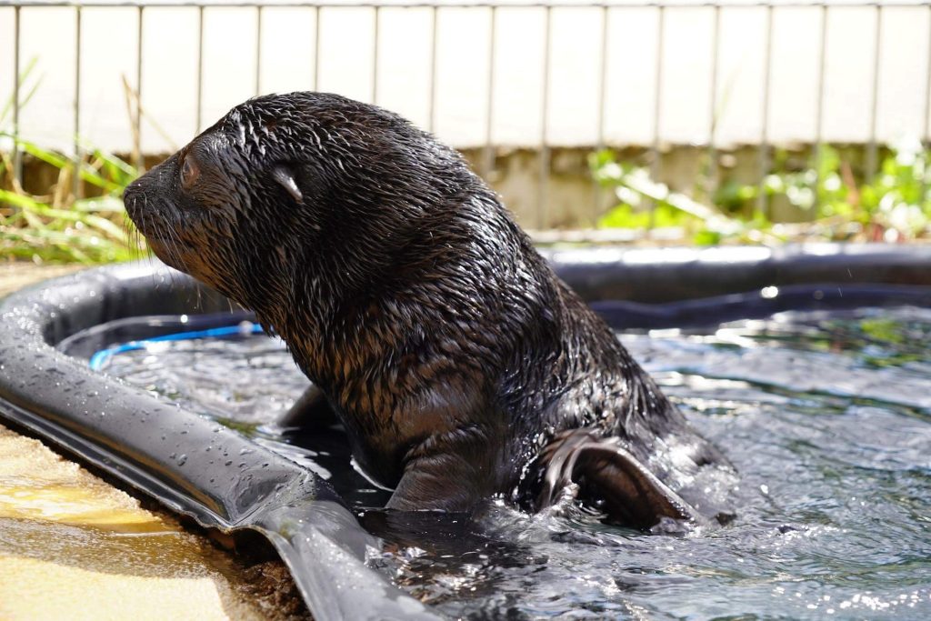 We wrocławskim ZOO w lipcu przyszedł na świat młody kotik afrykański. Zachęcamy do obejrzenia galerii zdjęć tego malucha!