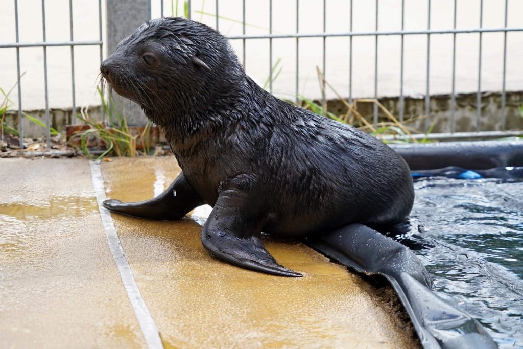 We wrocławskim ZOO w lipcu przyszedł na świat młody kotik afrykański. Zachęcamy do obejrzenia galerii zdjęć tego malucha!