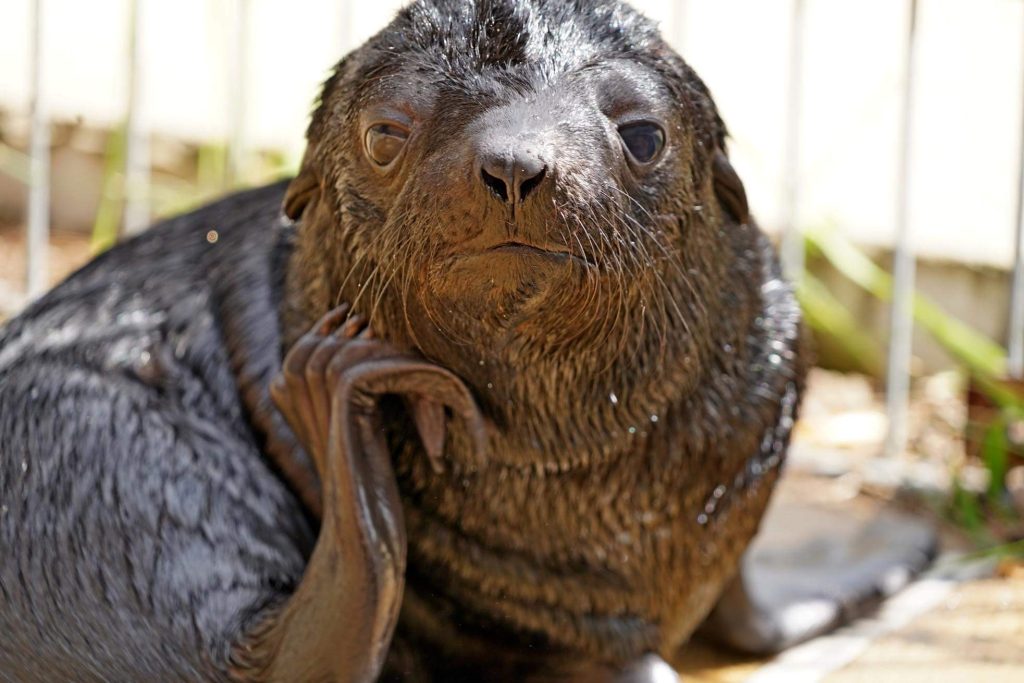 We wrocławskim ZOO w lipcu przyszedł na świat młody kotik afrykański. Zachęcamy do obejrzenia galerii zdjęć tego malucha!