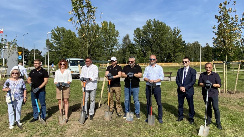 W Legnicy zasadzą 70 nowych drzew.