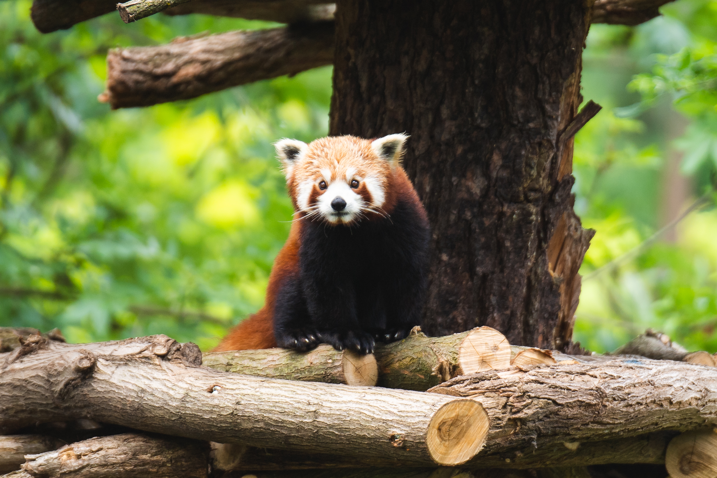 Ruda pandka Bernie nowym mieszkańcem wrocławskiego zoo